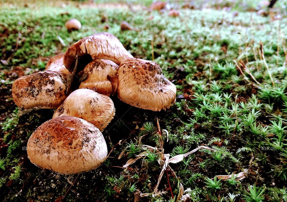 cluster or small mushrooms growing in the luscious moss