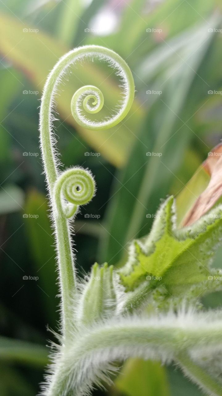 The circle from plant