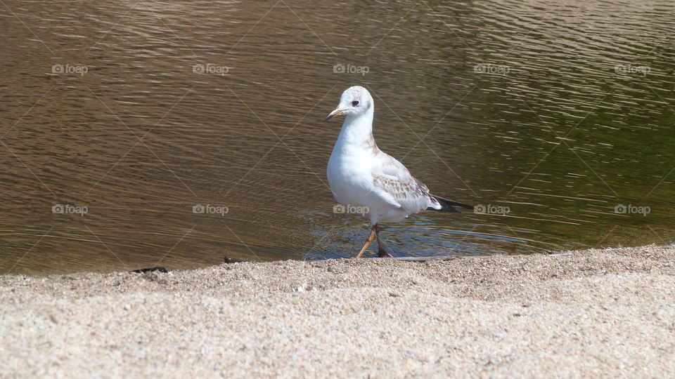 Seagull