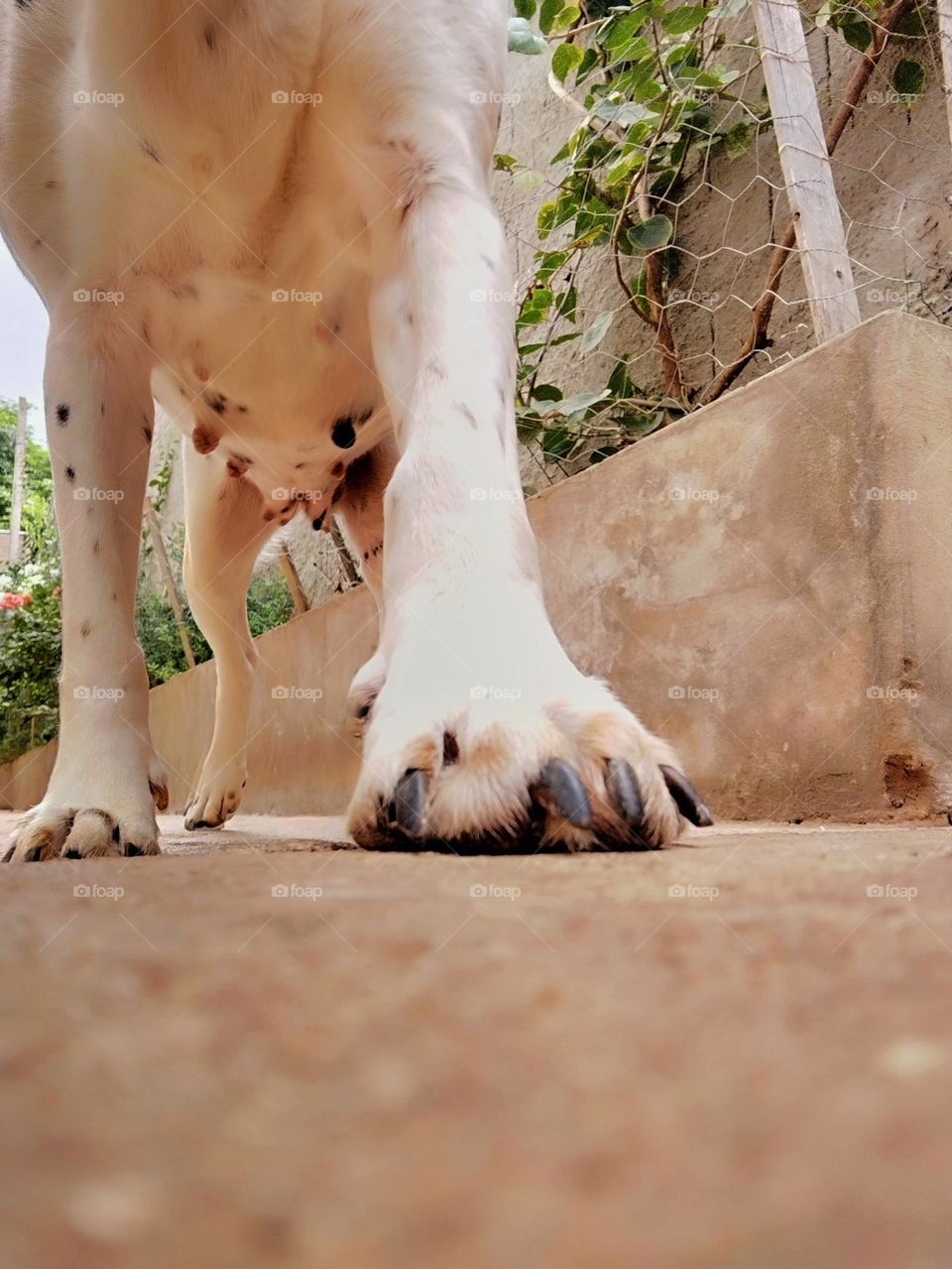 Da série: eu amo meu "patudo"! Olha o tamanho da patinha dela...