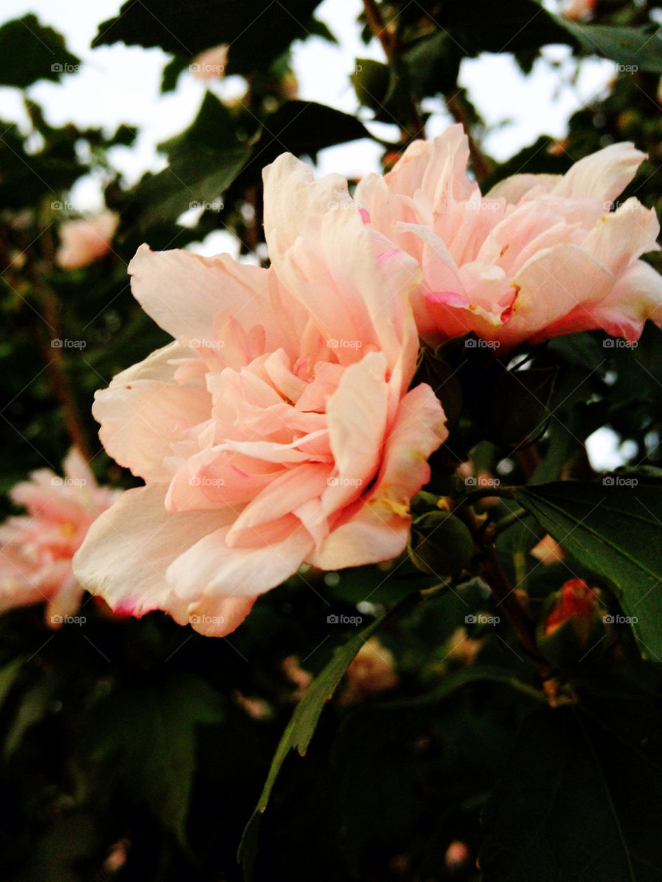 pink flower beautiful petals by bherna05