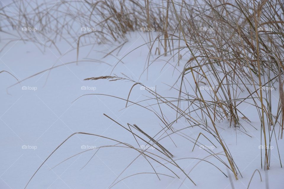Dry grass in the snow