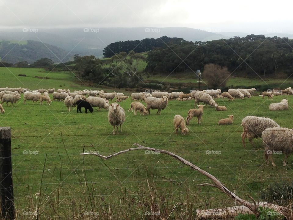 One black sheep in a herd of white. One black sheep in a herd of white sheep Meadow grazing, south Australia