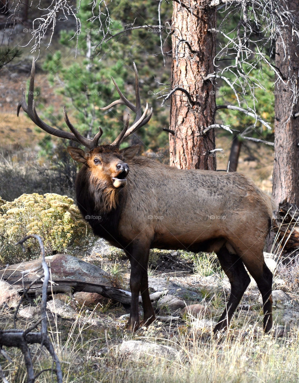 Elk