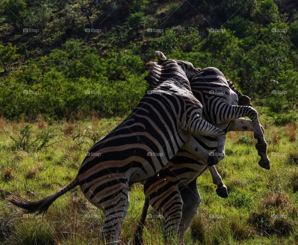 angry zebras wrestling