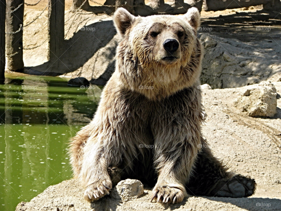 Relaxing bear 