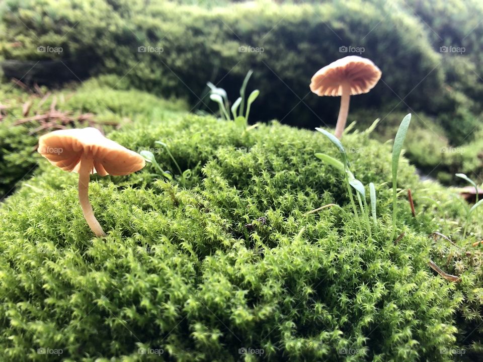 Fairytale Brown Mushrooms Vibrant Green Moss