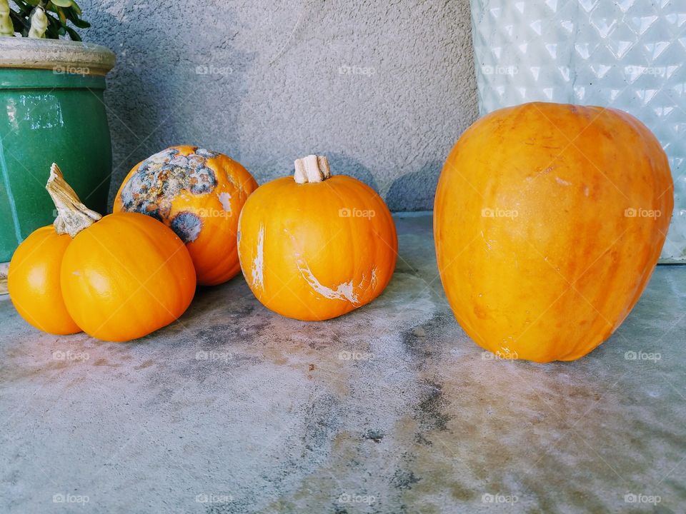 Halloween Pumpkins