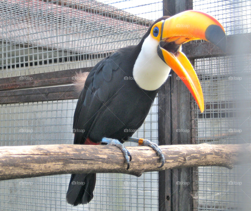 toucan