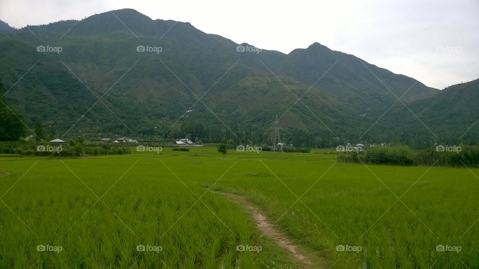 paddy fields