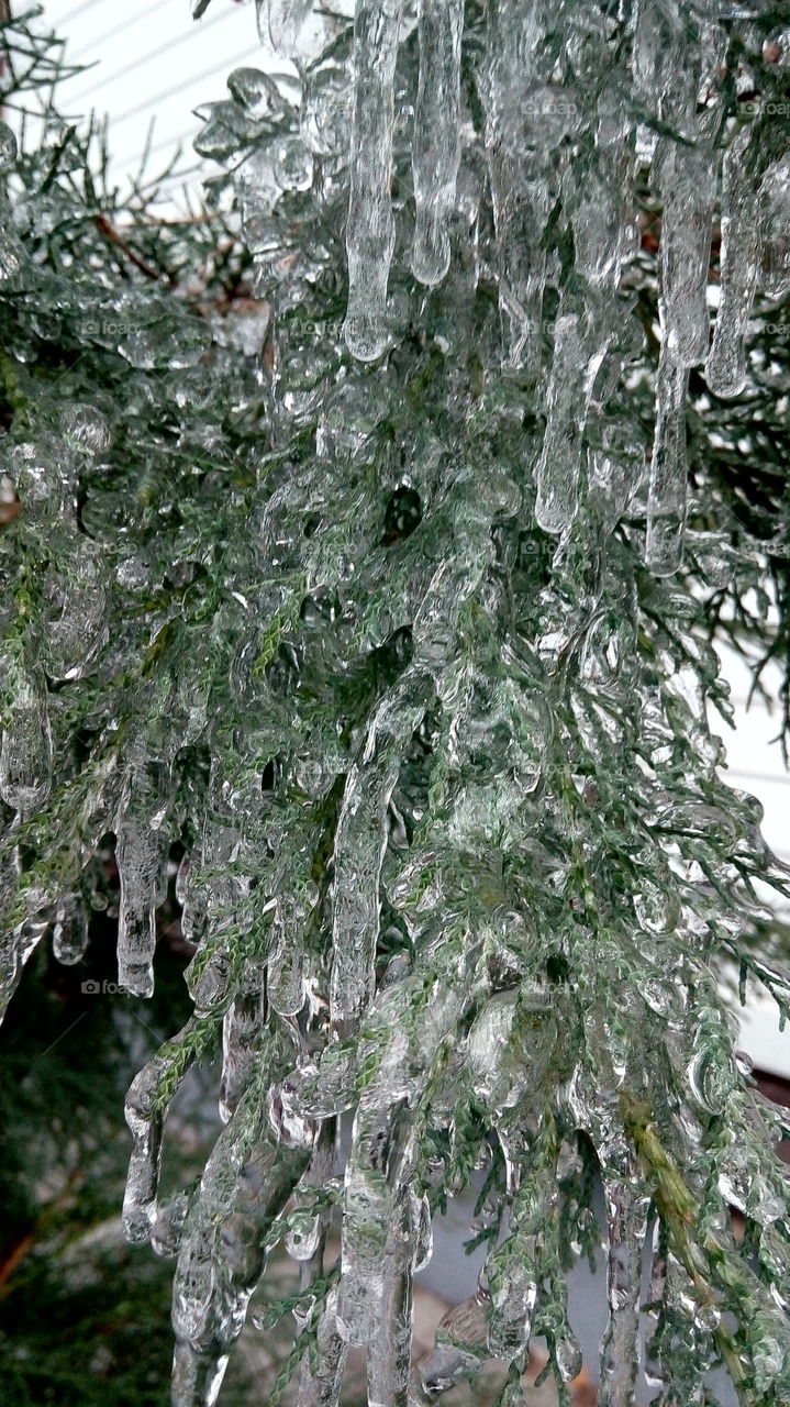 frozen icicle juniper