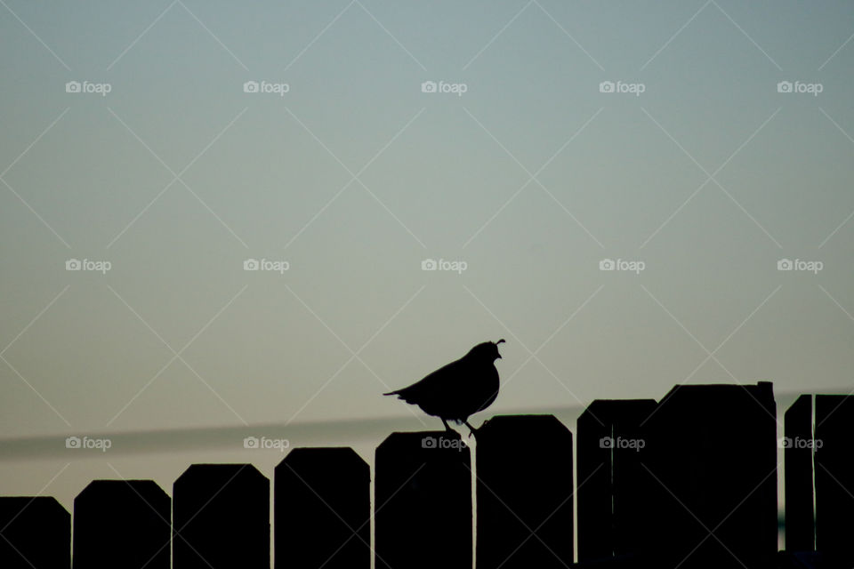 Female quail silhouette