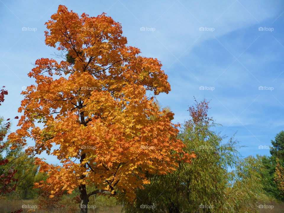 beautiful autumn