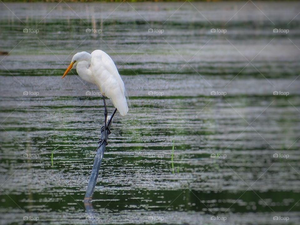 Egret Boucherville Québec 