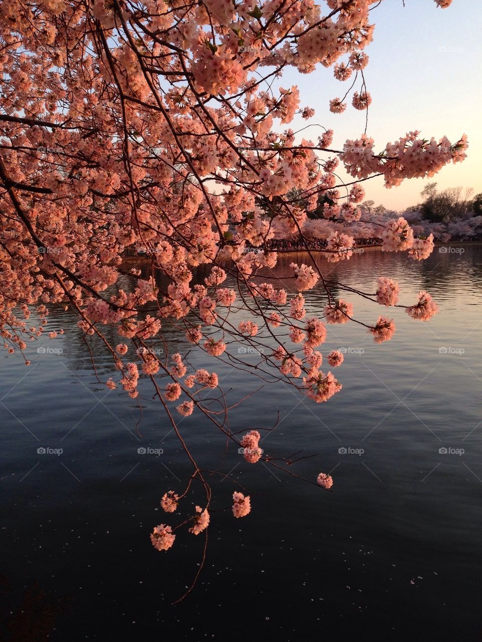 Cherry blossom sunset