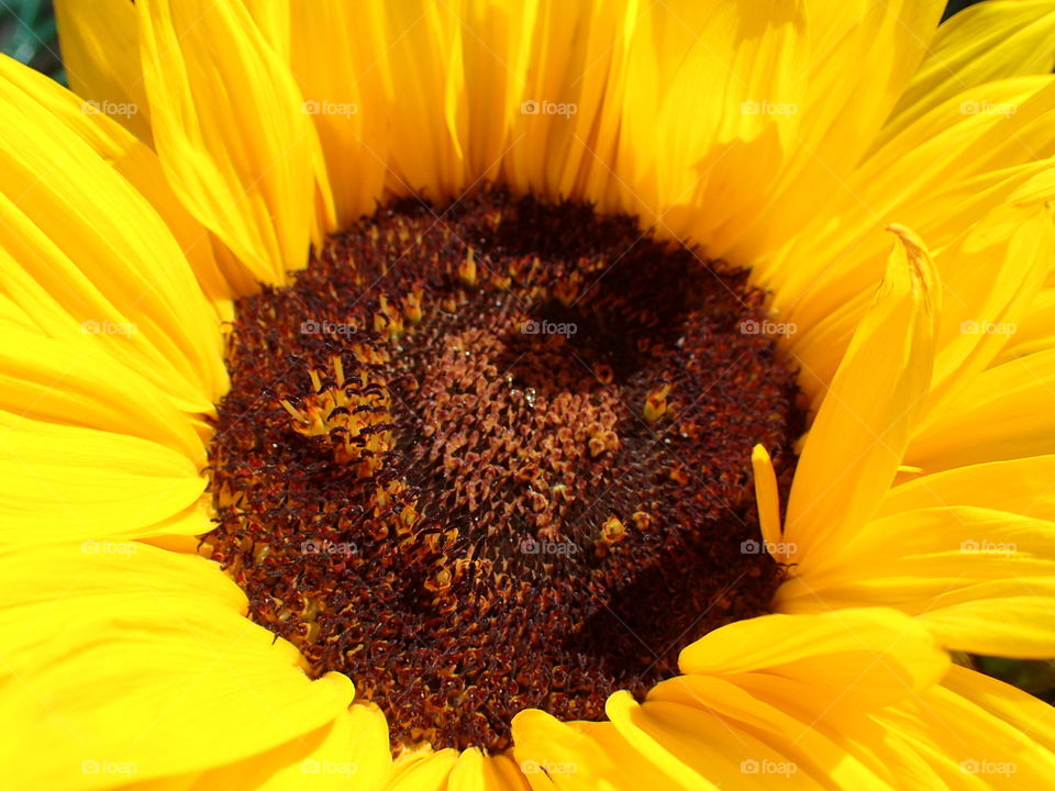 Sweet sunshine ,beautiful sunflower 