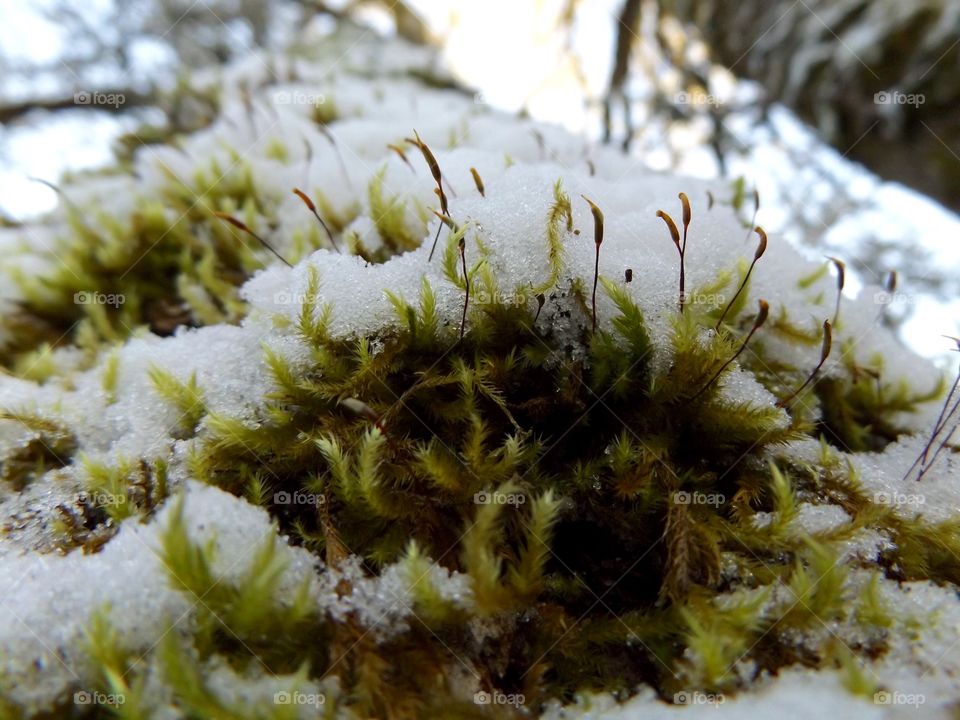 Snowy moss 