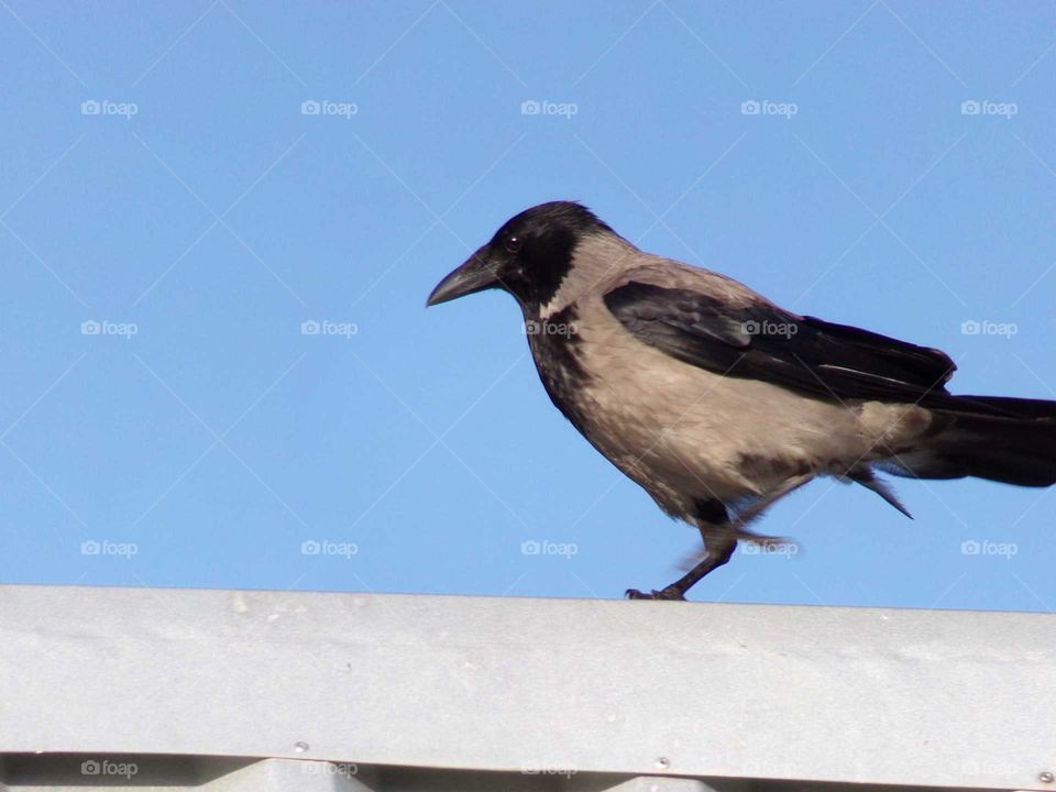 Nebelkrähe auf dem Dach