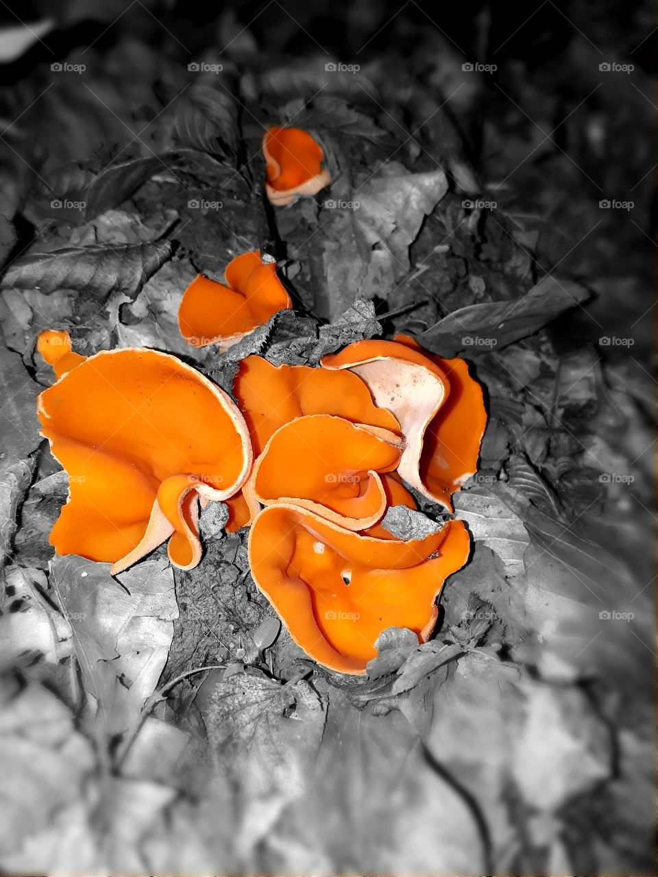 Aleuria aurantia (orange color - fungus)