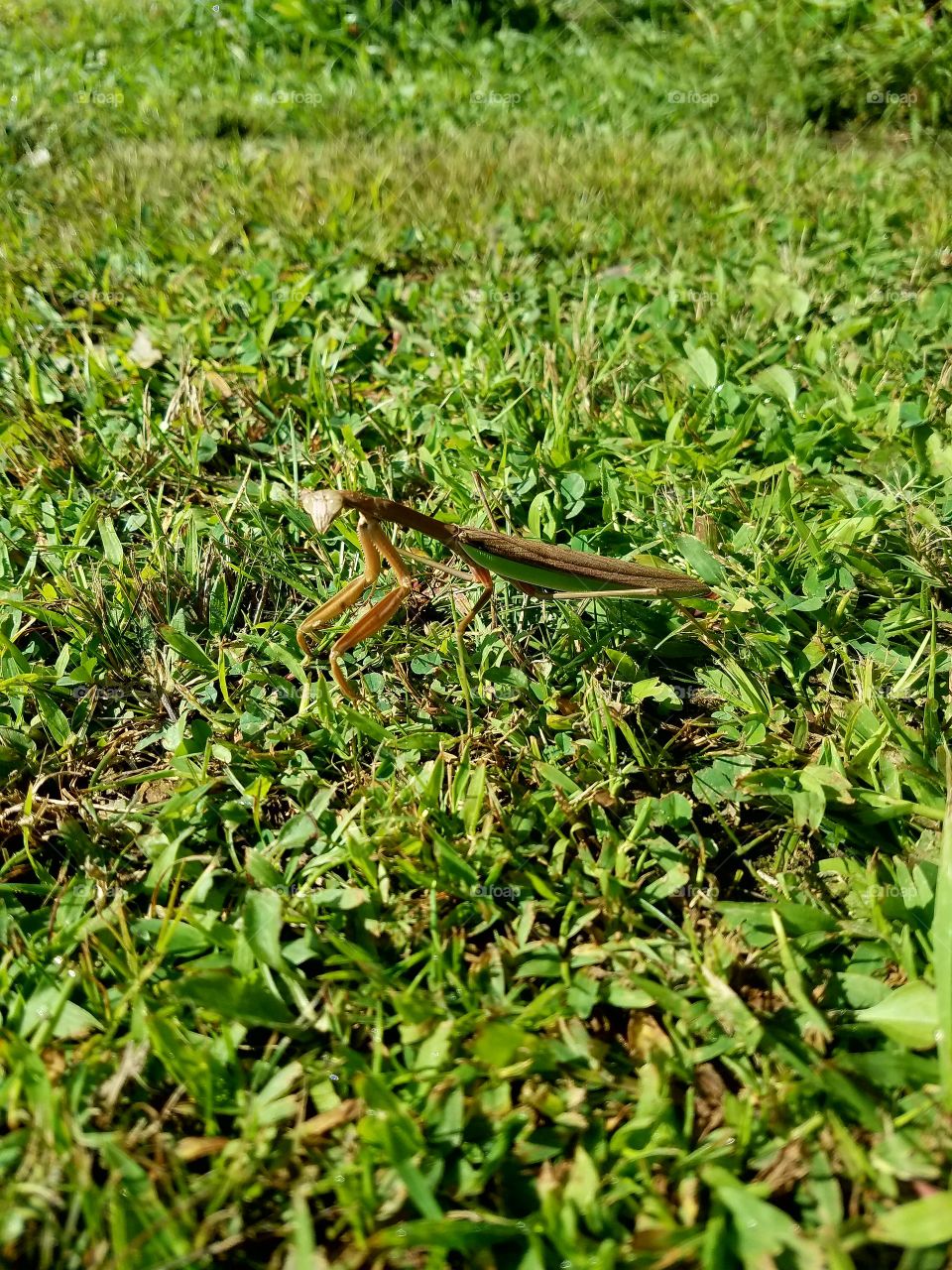 Praying mantis