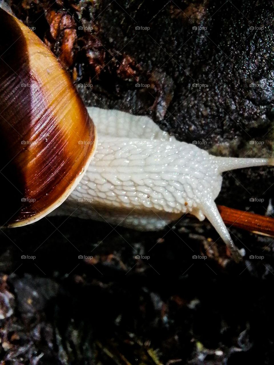 snail