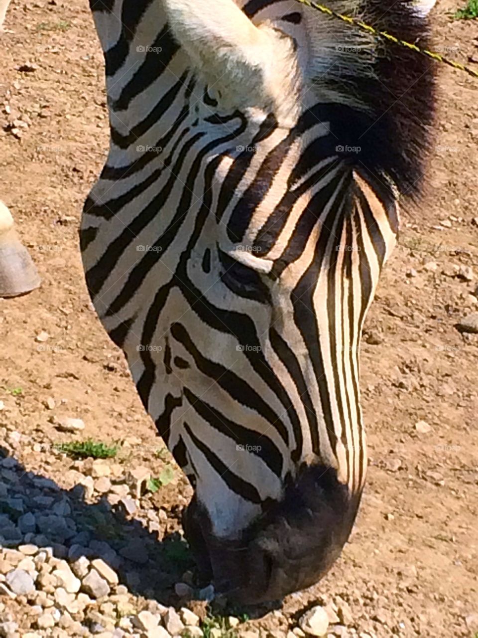 Zebra 