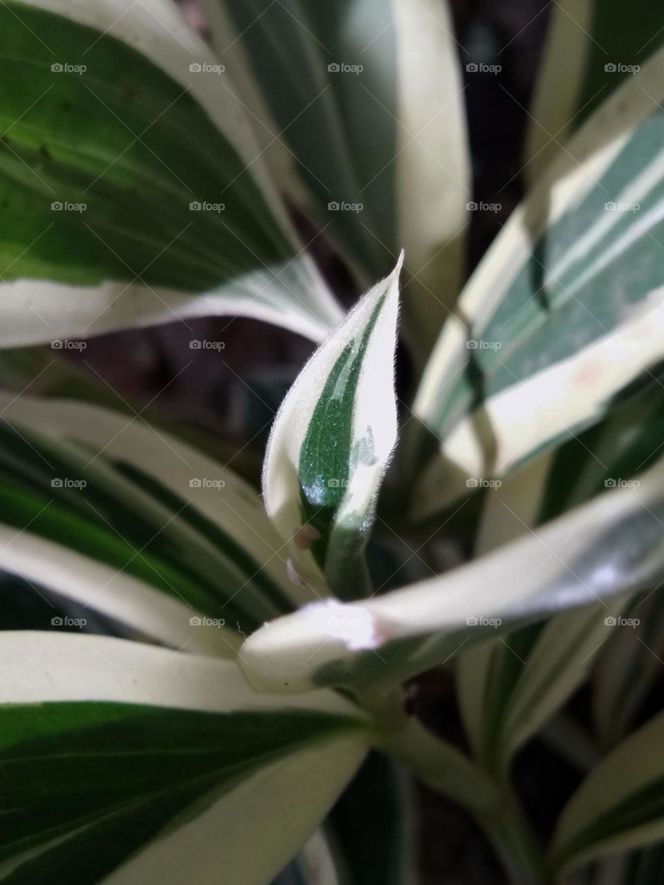 new leaf of beautiful green and white pattern of plant leaves