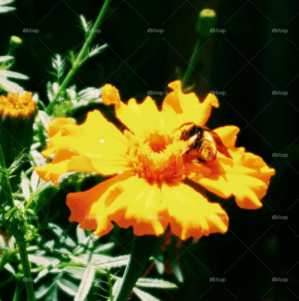 honeybee pollination flower lover 
📸 Muneeb bhat