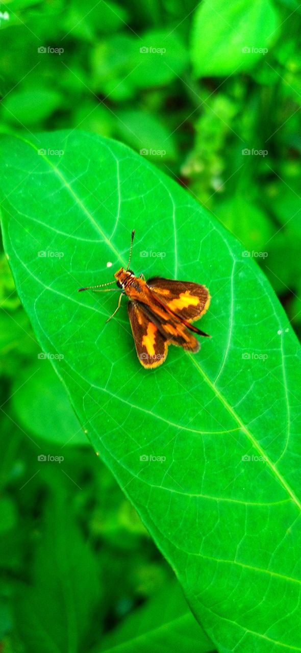 Potanthus omaha commonly known as the little arrow is a species of skipper butterfly.