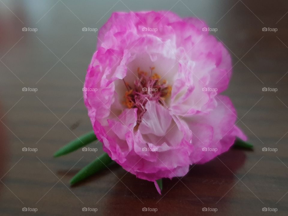 the Portulaca Grandiflora