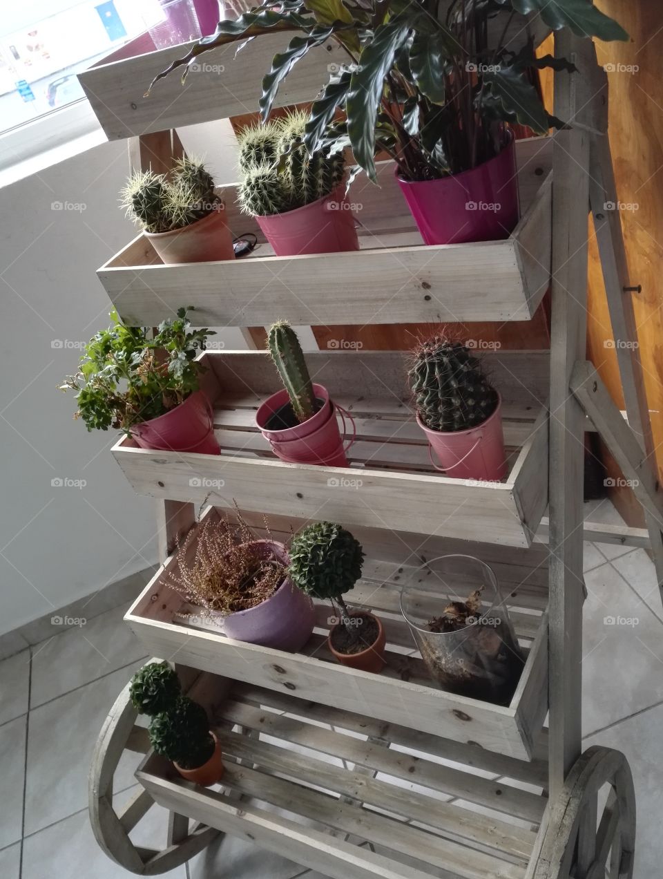 cactus plant stand