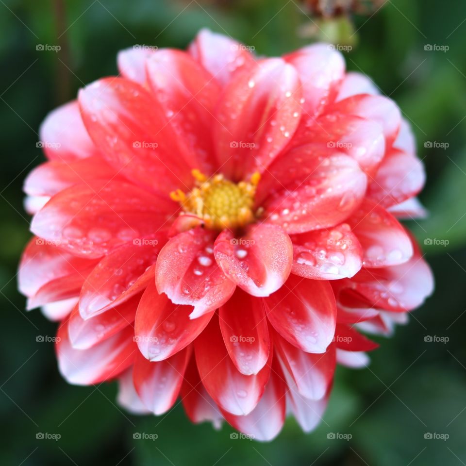 A white and red flower that has some water drops.