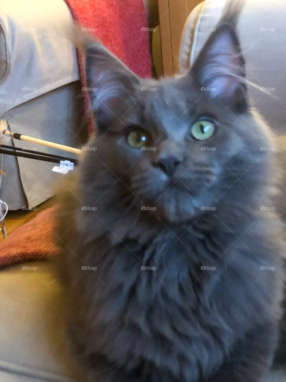 Maine coon kitten