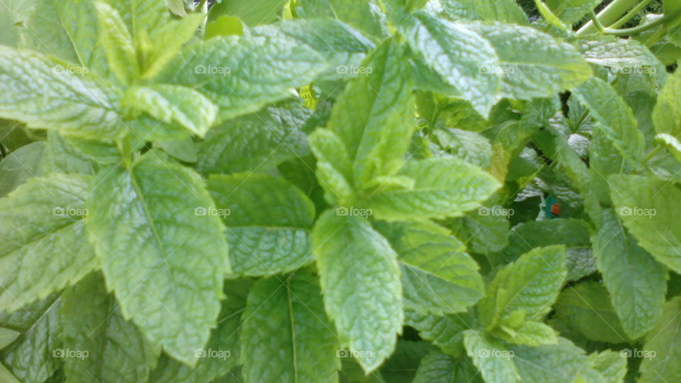 Mint leafs