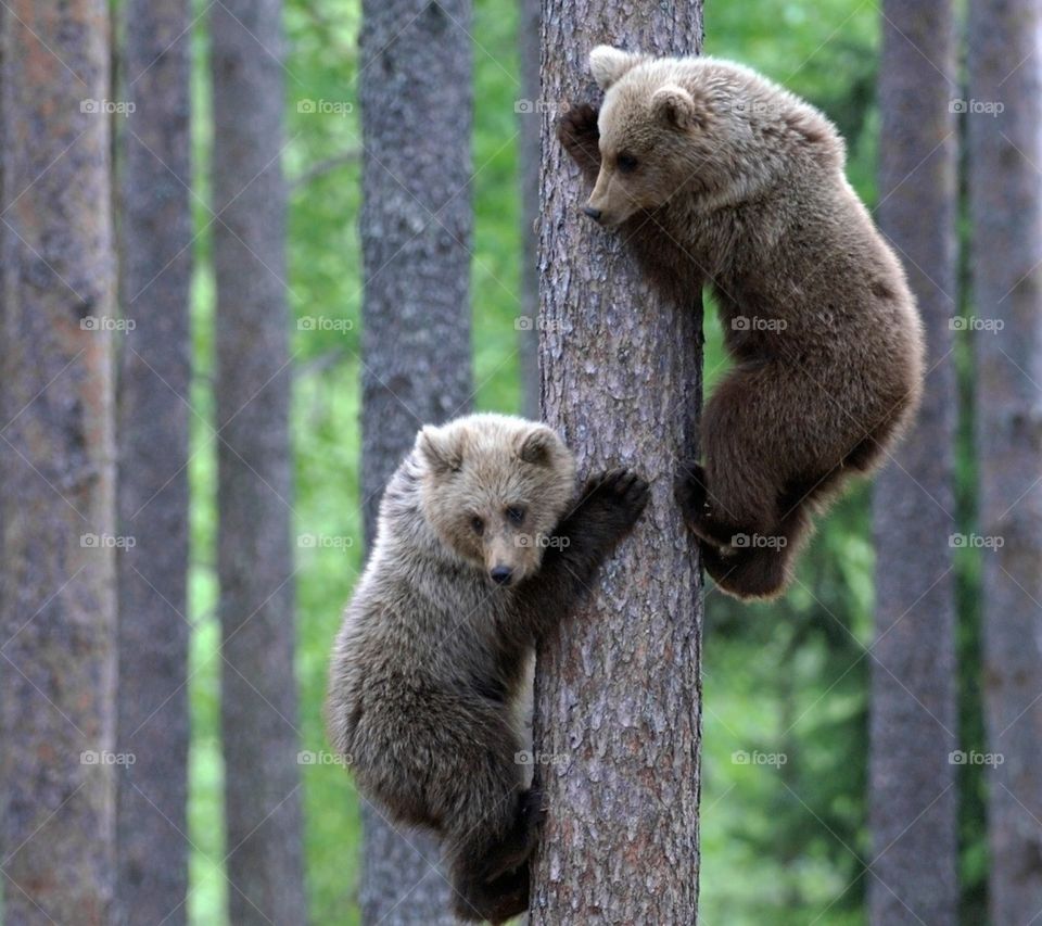 baby bears