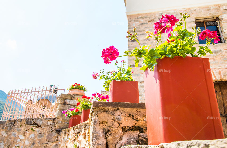 Close-up of red geraniums in flower pots