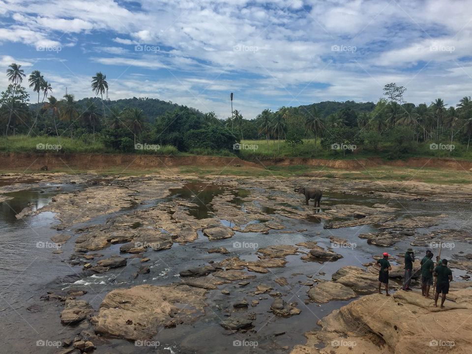 Elephants bathe at the tropical river