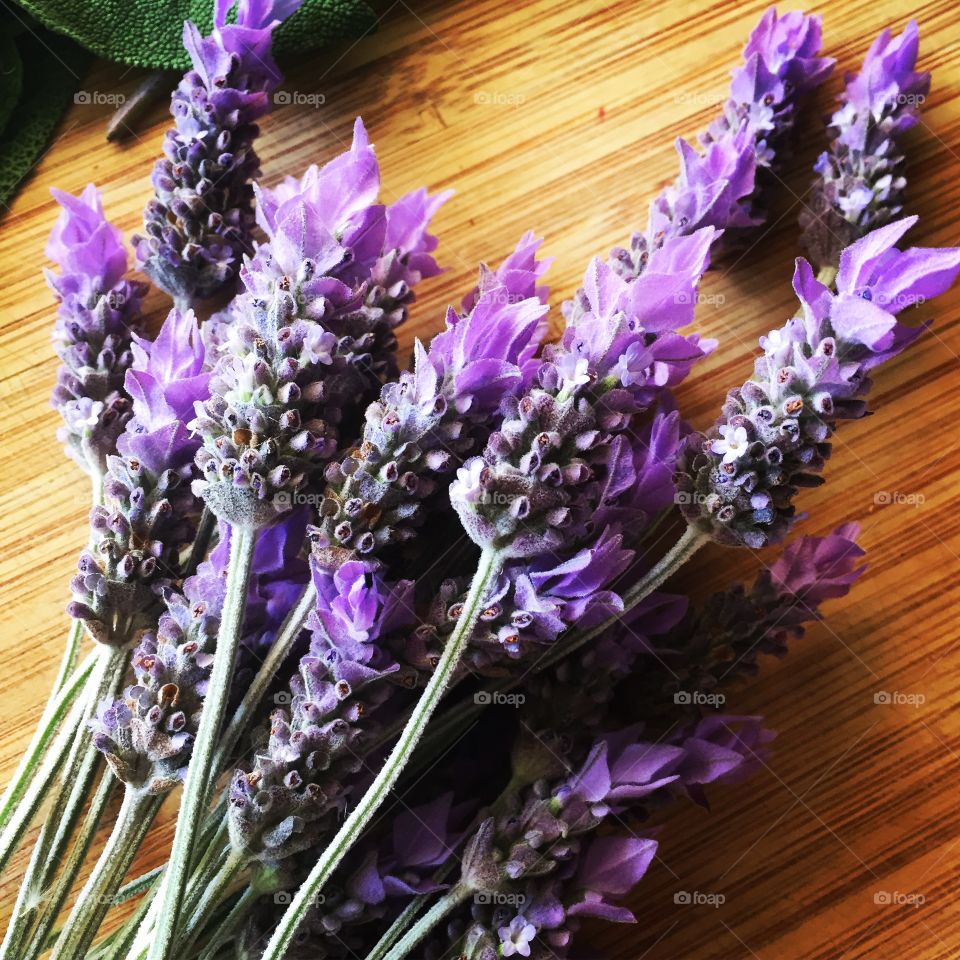 Cut lavender 