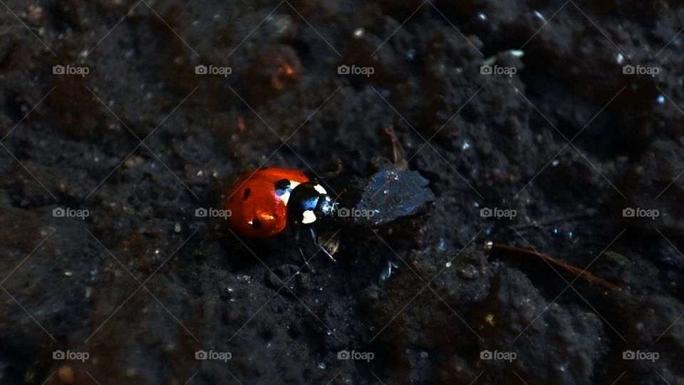 Macro photo of a ladybug on the ground