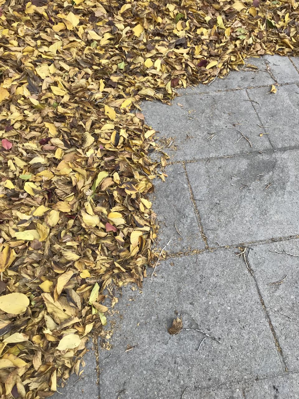 Leaves and sidewalk