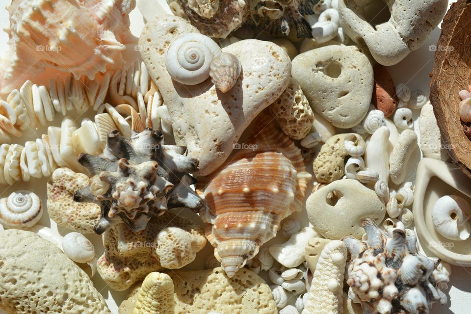 Seashell, Shell, Sea, Marine, Ocean