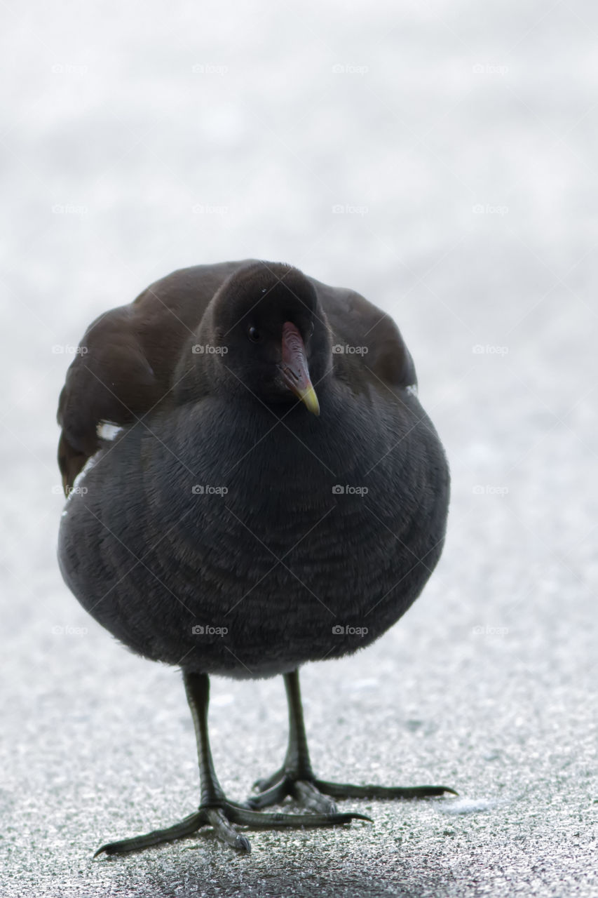 Moorhen (Gallinula chloropus, Aves)