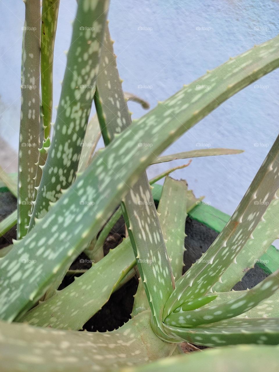 nutritious plant of aloevera