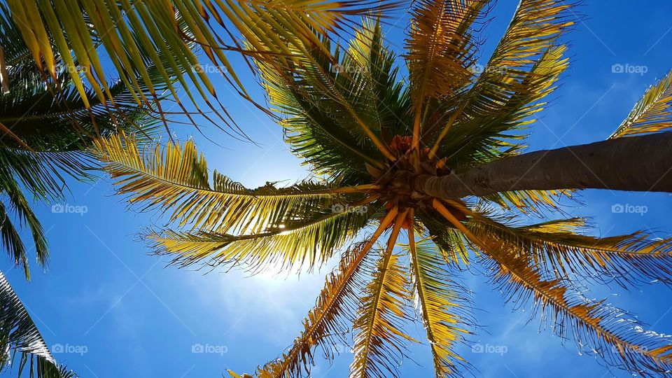 Palm trees under bright blue sky
