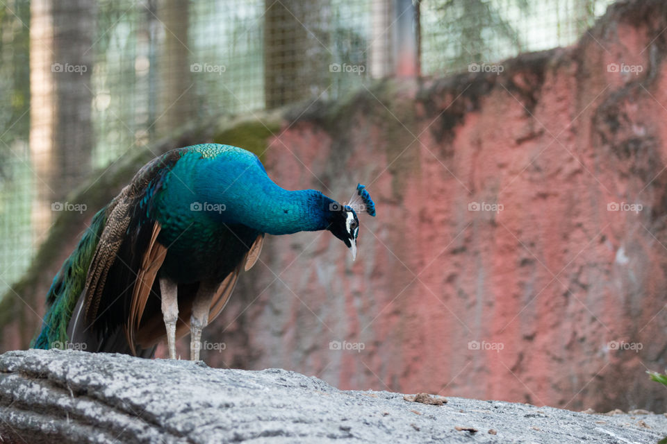 Peacock bird