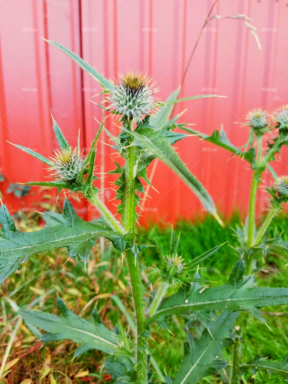 Thistle weed growing next to red barn