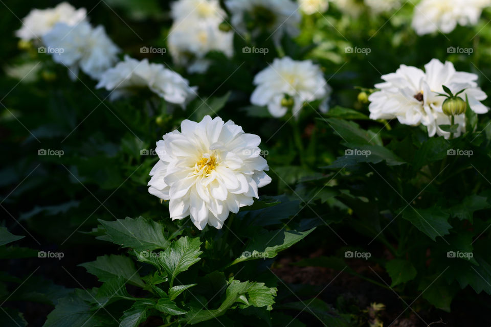 Big white flower in the garden. Szeged Hungary, city center. Flower garden in the city park.