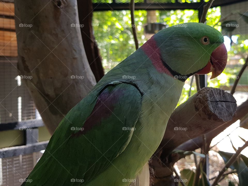 green parrot red beak