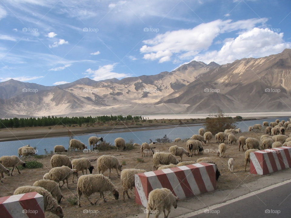 Tibetan sheep 