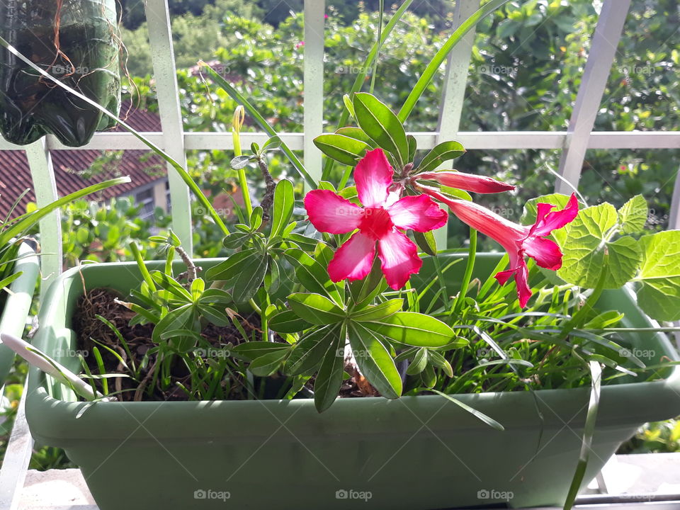 My  garden!!  Flowres  magnifics.